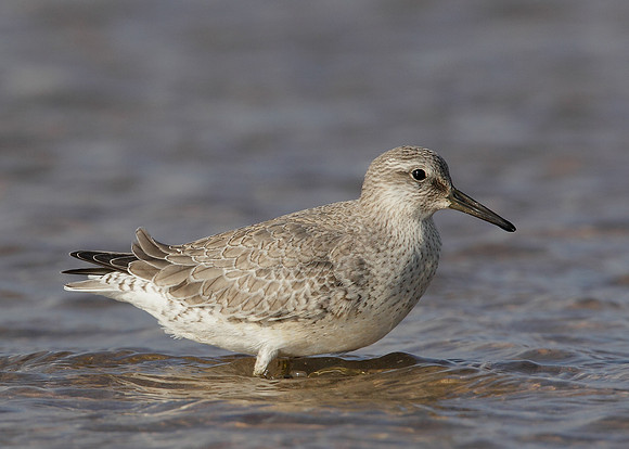 Knot Calidris canutus