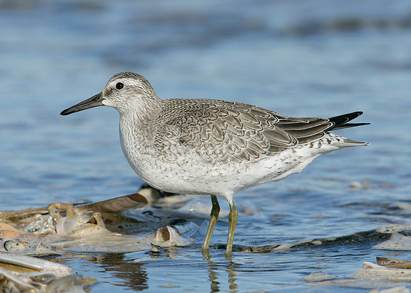 Knot Calidris canutus