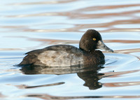 Lesser Scaup Aythya affinis