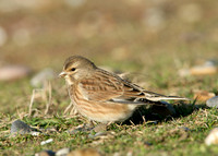 Linnet Carduelis cannabina