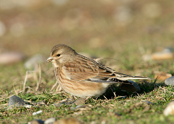 Linnet Carduelis cannabina