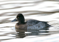 Lesser Scaup Aythya affinis