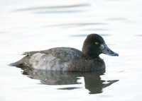 Lesser Scaup Aythya affinis
