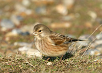 Linnet Carduelis cannabina