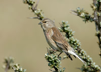 Linnet Carduelis cannabina