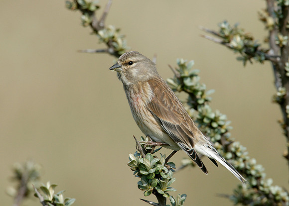 Linnet Carduelis cannabina