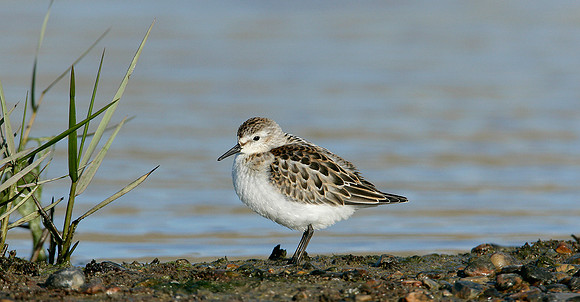 Little Stint Calidris minuta
