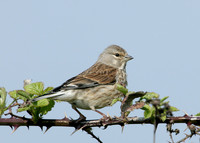 Linnet Carduelis cannabina