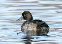 Lesser Scaup Caerlaverock Dec 2006