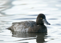 Lesser Scaup Aythya affinis