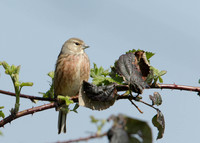 Linnet Carduelis cannabina