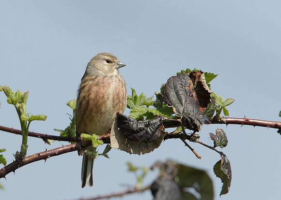 Linnet Carduelis cannabina