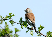 Linnet Carduelis cannabina
