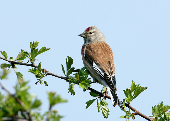 Linnet Carduelis cannabina