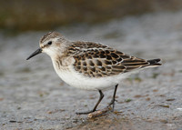Little Stint Calidris minuta