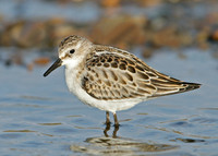 Little Stint Calidris minuta