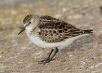 Little Stint Calidris minuta