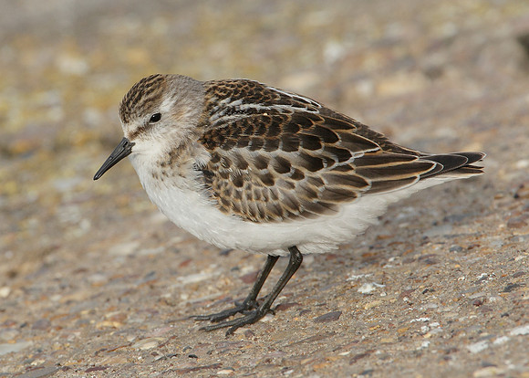 Little Stint Calidris minuta