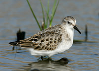Little Stint Calidris minuta