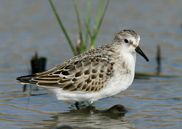 Little Stint Calidris minuta