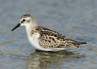 Little Stint Calidris minuta