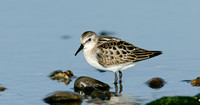 Little Stint Calidris minuta