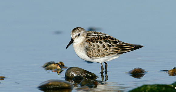 Little Stint Calidris minuta