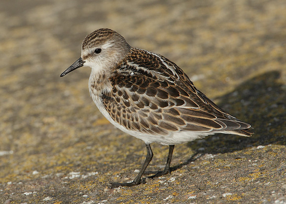 Little Stint Calidris minuta