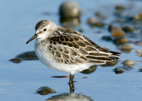 Little Stint Calidris minuta