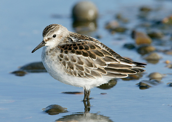 Little Stint Calidris minuta