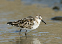 Little Stint Calidris minuta