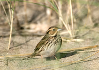 Little Bunting Emberiza pusilla
