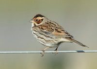 Little Bunting Emberiza pusilla