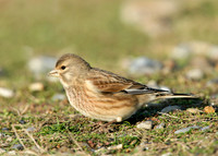 Linnet Carduelis cannabina
