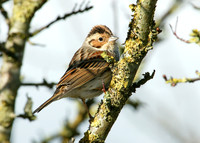 Little Bunting Emberiza pusilla