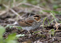Little Bunting Emberiza pusilla