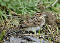 Little Bunting Emberiza pusilla