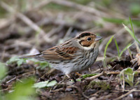 Little Bunting Emberiza pusilla