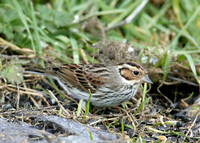 Little Bunting Emberiza pusilla