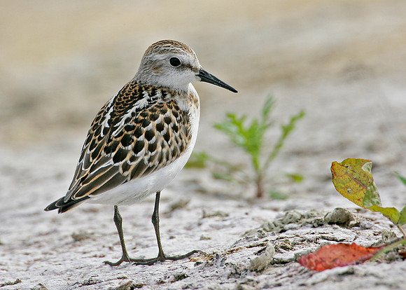Little Stint Calidris minuta
