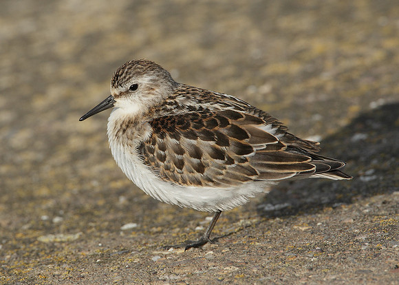 Little Stint Calidris minuta
