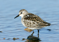Little Stint Calidris minuta
