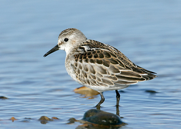 Little Stint Calidris minuta