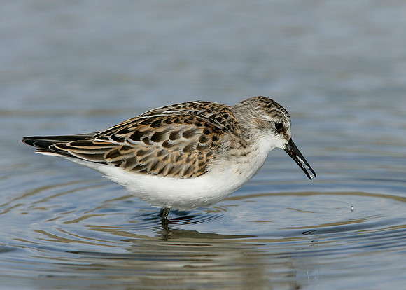 Little Stint Calidris minuta