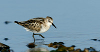 Little Stint Calidris minuta