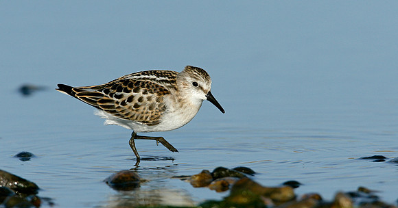 Little Stint Calidris minuta