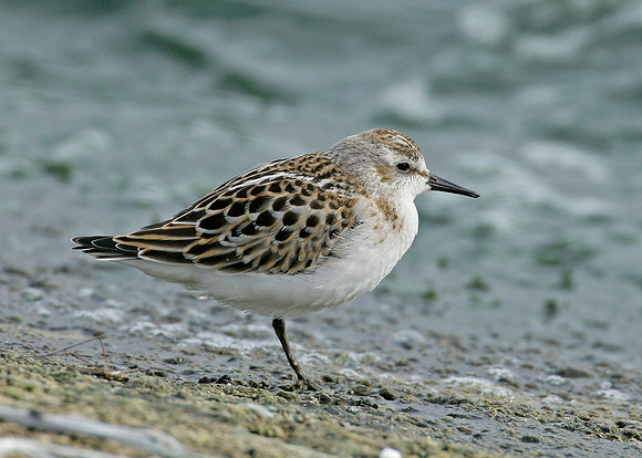 Little Stint Calidris minuta