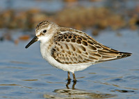 Little Stint Calidris minuta