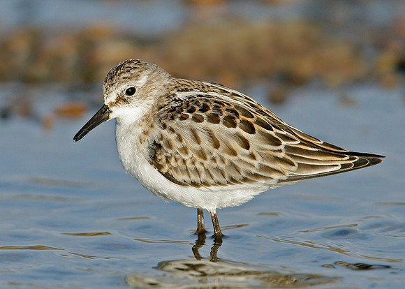Little Stint Calidris minuta