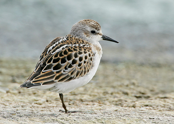 Little Stint Calidris minuta